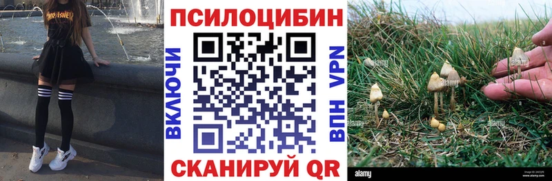 Купить закладки  Нефтегорск  Псилоцибиновые грибы Psilocybe 